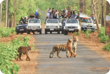 Sariska Tiger Reserve